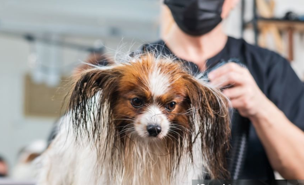 Pet Shower