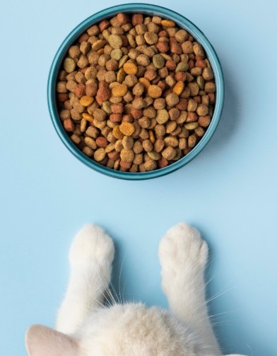 Alimento Premium para Gatos